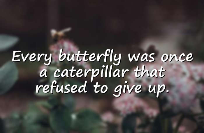 butterfly quotes - 16