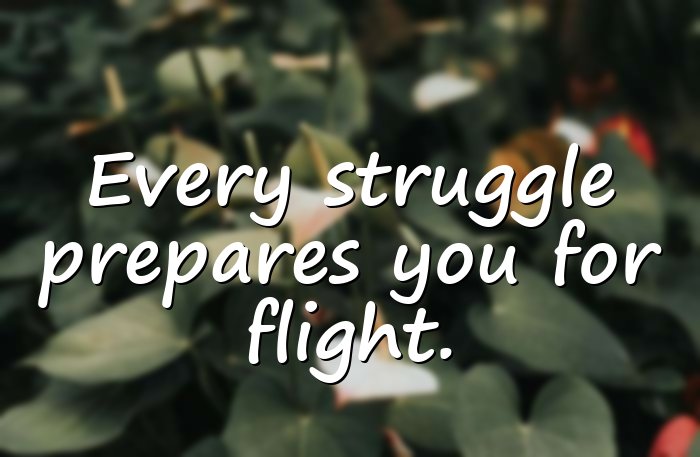 butterfly quotes - 6