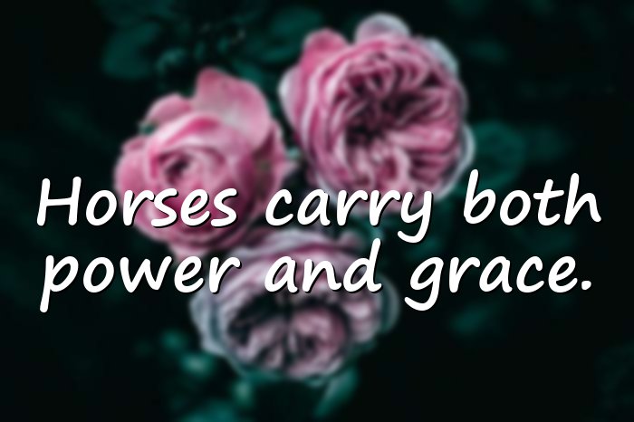 horse quotes - 21