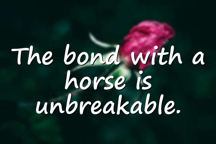 horse quotes - 16
