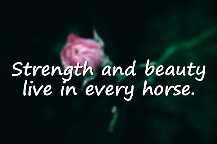 horse quotes - 6