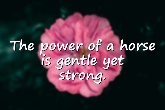 horse quotes - 16