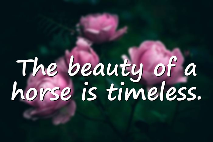 horse quotes - 11