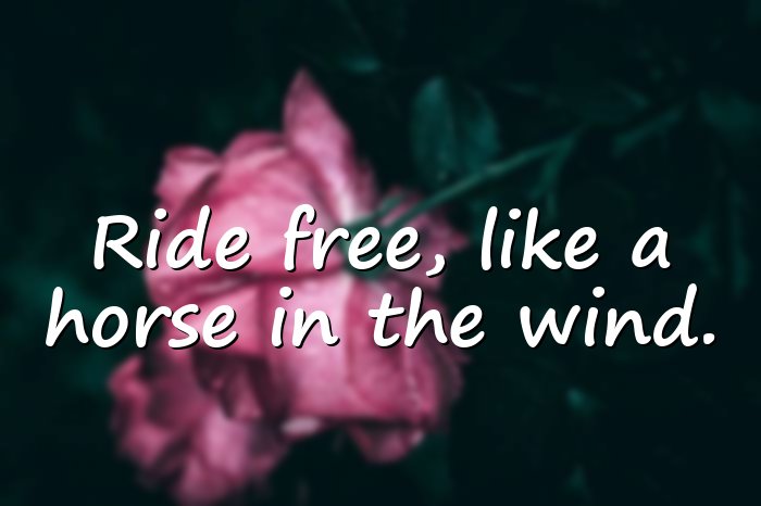 horse quotes - 1
