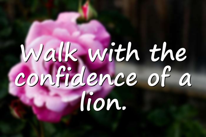 lion quotes - 11