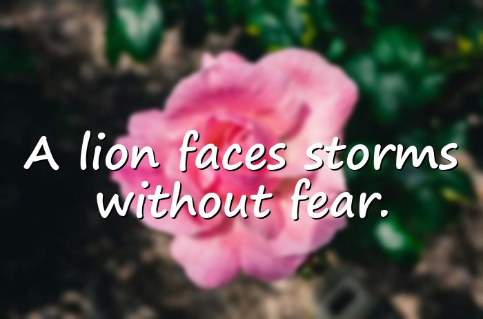 lion quotes - 21