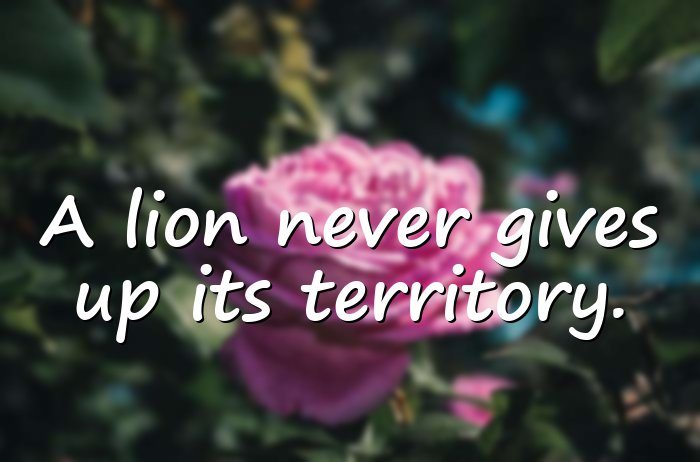 lion quotes - 11