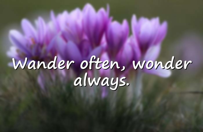 trip quotes - 6